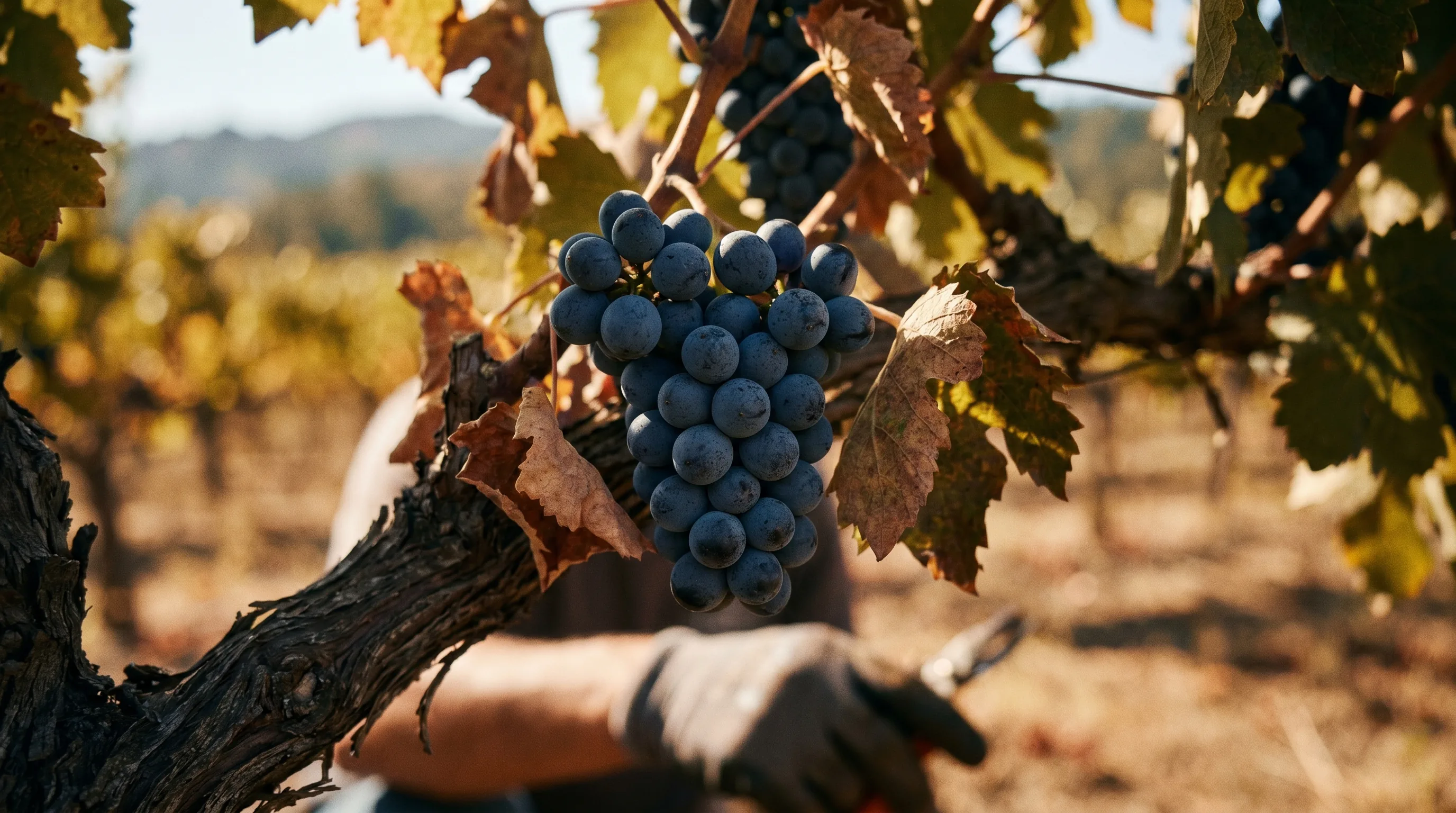 Pinot Noir - der elegante Burgunder aus Österreich
