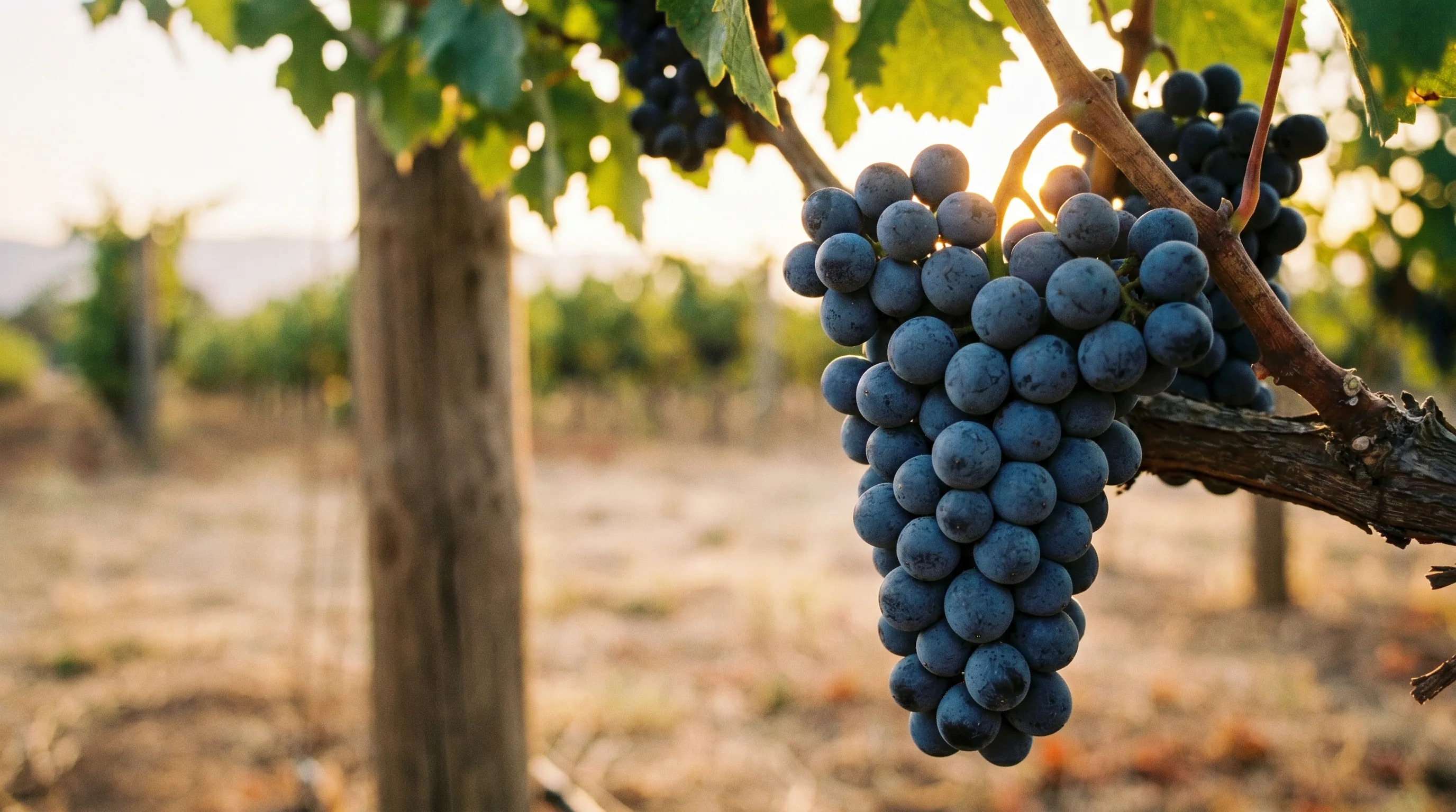 Syrah und Shiraz in Österreich - der Exot aus dem Rhônetal