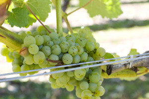 sauvignon blanc