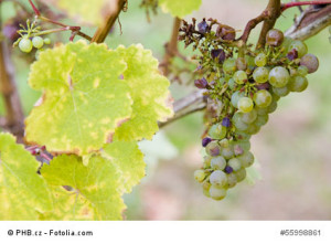 mueller-thurgau